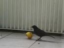 Amsel knabbert am Apfel