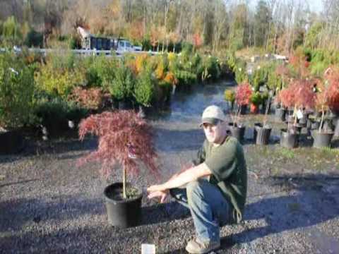 how to care for a crimson queen japanese maple