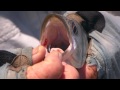 2013 Fishing Australia Ep 9 Tropical Fly