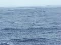 La dorade qui arrive pr�s du bateau