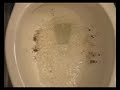 kohler-cimarron-flush.html