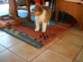 2008-12-23 | PaulLennox200812191115 ~> Paul, der Spinone Italiano spielt mit Lennox dem Collie. ... (00:37)