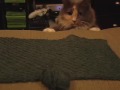 Kitty plays with yarn Kitty plays with yarn