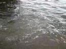 baby tarpons alimentando-se - feeding baby tarpon baby tarpons alimentando-se - feeding baby tarpon