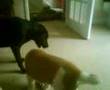 Akita Inu video