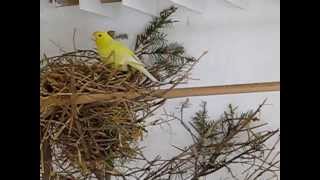 Naturalny instynkt kanarków Cz. 1 