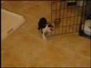 Mrs Twigglefur Week 1 Playing Around