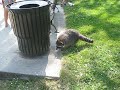 Rocky the Racoon Rocky the Racoon