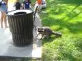 Rocky the Racoon
