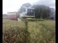 videos de Wholecrop triticale 2008