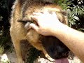 My german sheperd dislikes a camera My german sheperd dislikes a camera