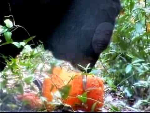 See video