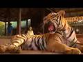 Tigers living with Buddhists in Thailand
