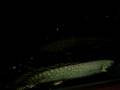 videos de Bichirs Closeup 2