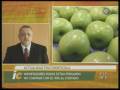 videos de MERCADO FRUTIHORTICOLA