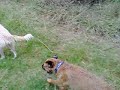 Denver Basil Millie Denver Rusty Wisey May Benson belhus