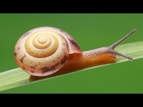 how to dissolve chitin