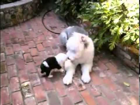 Old English Sheepdog Puppies LOLA