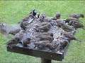 Dance of the Birds Dance of the Birds