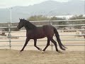 Caboclo - a Summerwind Marchador gelding
