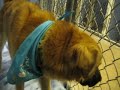montana-plexico-2-adopted-32207-aawl-az-spca-.html