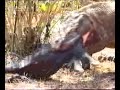 Komodo Swallows Pig