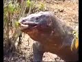 Komodo Swallows Pig