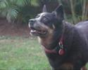 Jess, The Talking Cattel Dog