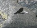 ?????Calopteryx atrata Selys??video 04