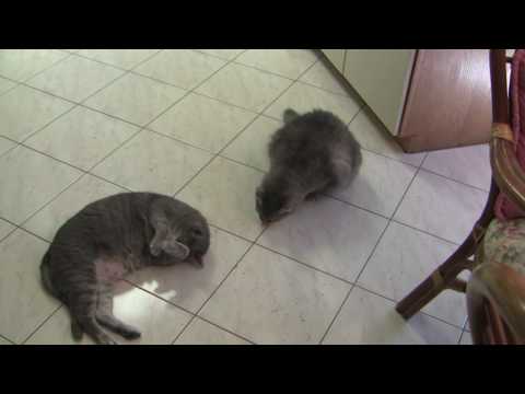 High Cats On Catnip