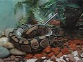 Snake Feeding