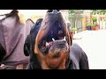 Funny Dog Howling Part 2 - Crazy Edgar the Rotty