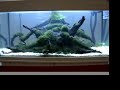 Aquarama Planted Tank Competition Aquarama Planted Tank Competition