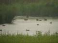 videos de grauwe franjepoot red necked phalarope