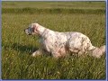 Setter Ingleses Mejores Fotos Internet II