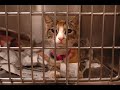 The Animal Instinct- An Animal Shelter Story