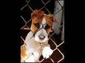 The Animal Instinct- An Animal Shelter Story