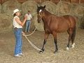 Green horse rope desensitize natural training