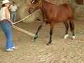 Green horse rope desensitize natural training