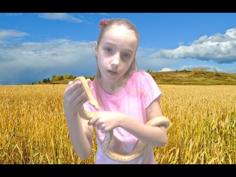 YouTube reptile video