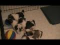 small hypoallergenic dogs