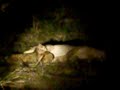 mfuwe zambia 6