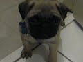 My baby pug Yogi hiding
