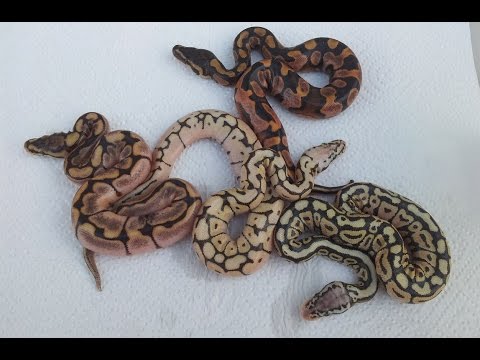 YouTube reptile video