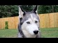 Siberian Husky, after Shopping, lets go Walking!