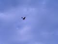 FOKKER D VII 3 FOKKER D VII 3