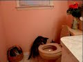 flushing-kittens-wha