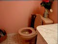 flushing-kittens-wha