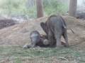 elephants