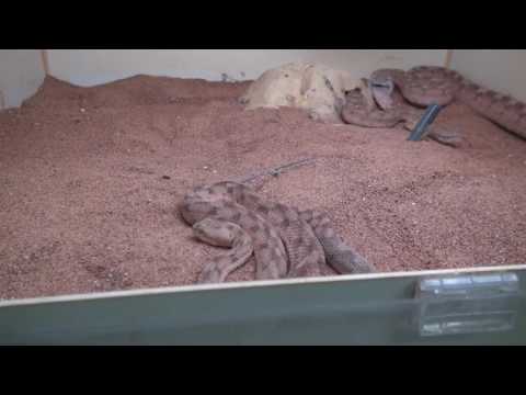 YouTube reptile video